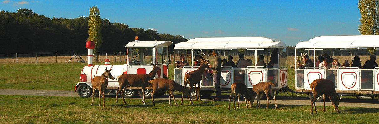 Safari Train Amboise